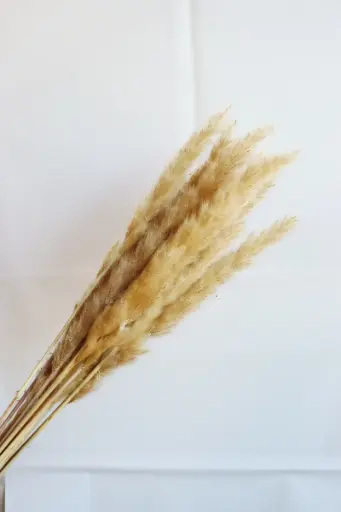 Light Brown / MiniPampas