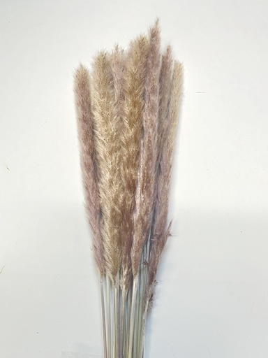 Small Pampas/Beige