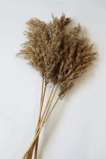 Firewood Reed Pampas