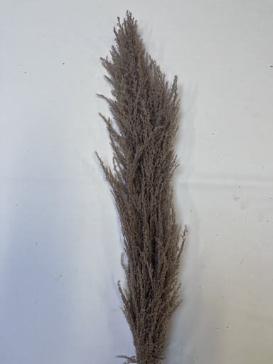 [Natural Color] Iron Reed Pampas