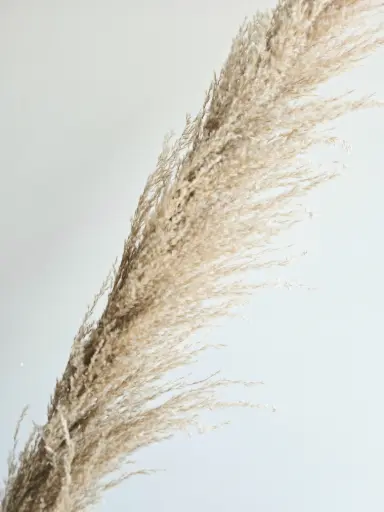 Natural / Ironreed Pampas