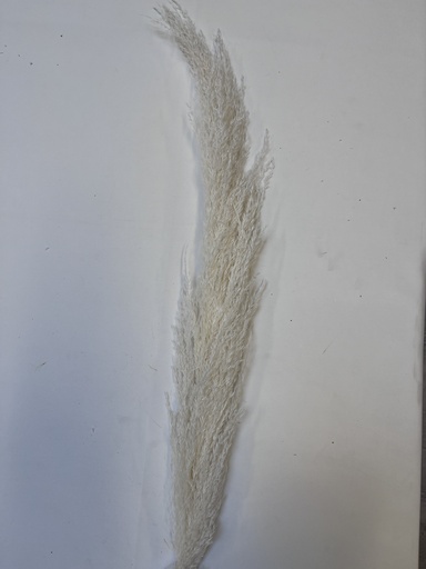 [white] White / Large Pampas