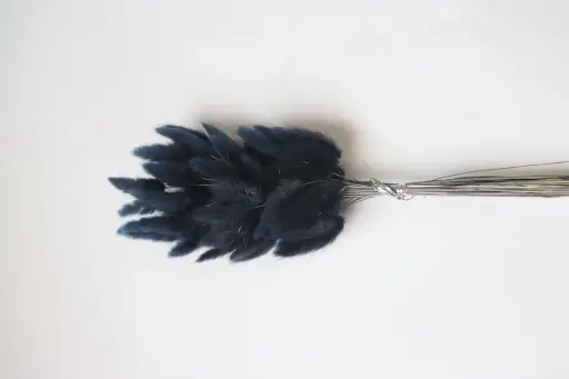 [dark blue] Dark Blue/ Lagurus (Bunny Tail )