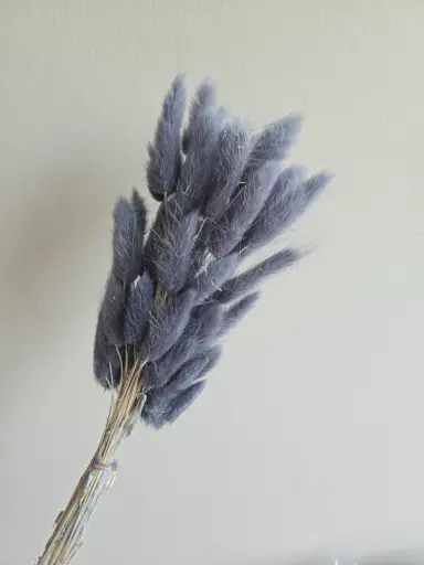 Dark Grey Blue/ Lagurus (Bunny Tail )