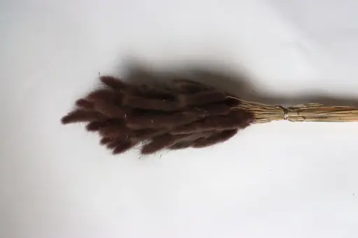 [black brown] Black Brown/Lagurus (Bunny Tail )