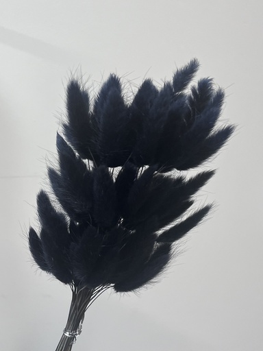 Black Brown/Lagurus (bunny tail )