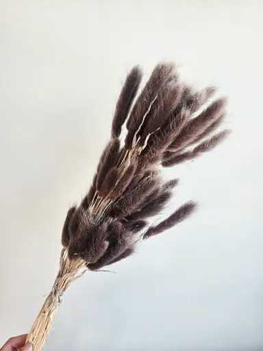 Dark Brown/Lagurus (Bunny Tail )