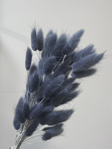 [blue black] Blue Black/Lagurus (bunny tail )