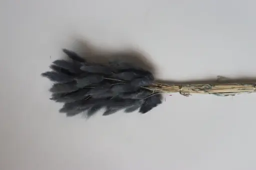 [dark grey blue] Dark Grey Blue/Lagurus (Bunny Tail )