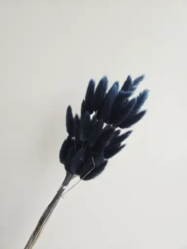 Dark Blue/ Lagurus (Bunny Tail )