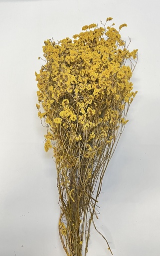 [Golden yellow] Golden Yellow/Sea Lavender(Limonium)
