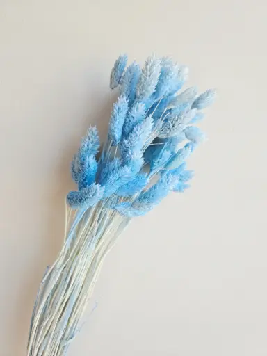 Light Blue / Gem Grass（phalaris）