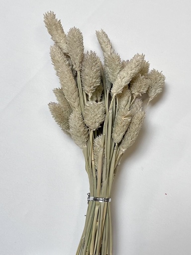 [natural] Natural/Gem Grass （phalaris）
