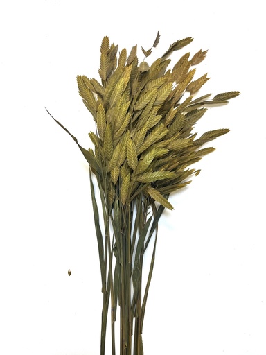 [Yellow] Yellow/North America Wild Oat