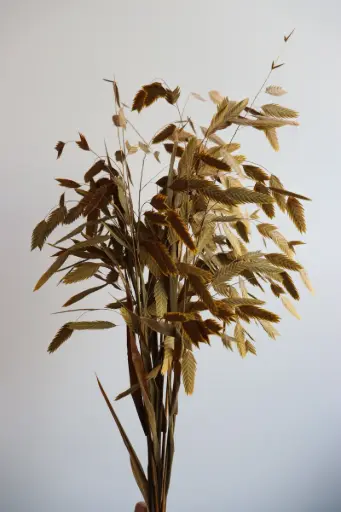 Earthy Yellow/North America Wild Oat