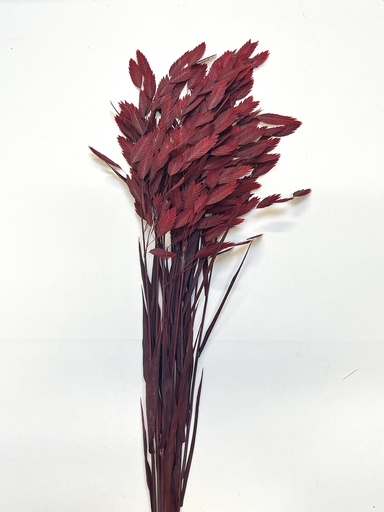 [Red] Red/North America Wild Oat