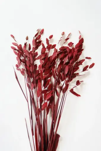 Red/North America Wild Oat