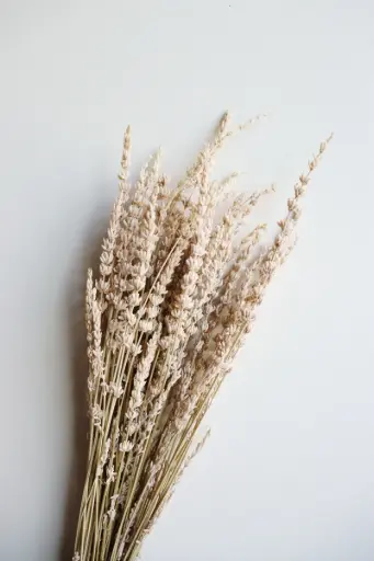 Milk Tea/Preserved Lavender