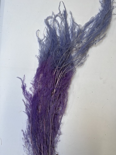 [purple] Purple/Chinese Alpine Rush