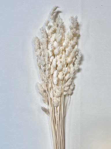 White/Fairy Grass