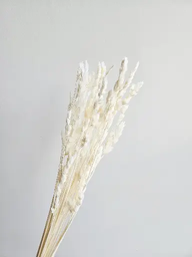 White/Fairy Grass