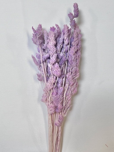 [bulish purple] Bulish purple/Fairy Grass