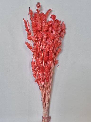 Light Red-Orange/Fairy Grass