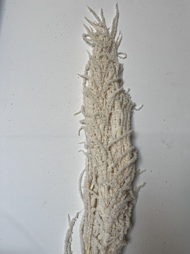 [white] White/Urith Amaranthus