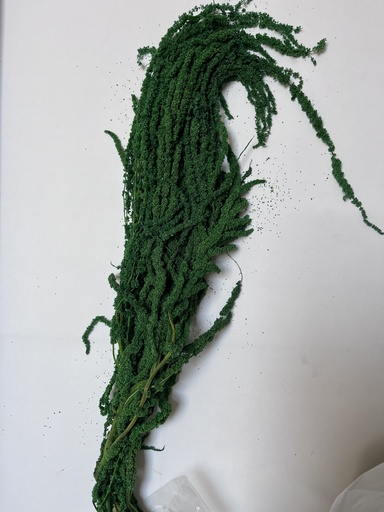 [dark green] Dark green/Urith Amaranthus