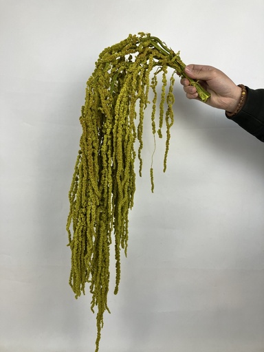 [green] Green/Urith Amaranthus