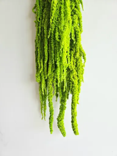 Apple Green/ Amaranthus