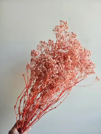 Light Pink/Gypsophila
