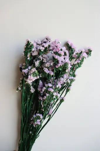 Purple/Preserved Statice