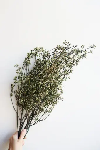 Yellow Green/Millet Fruit