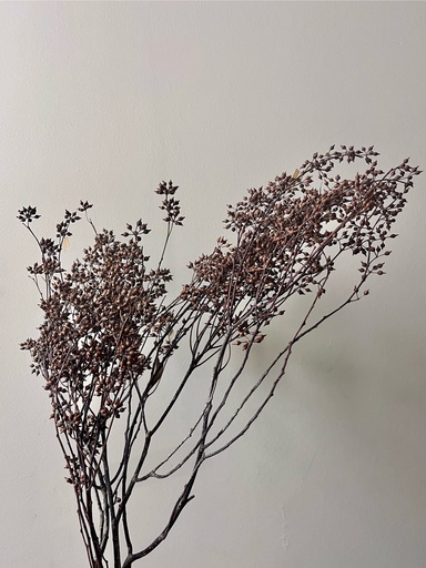 [brown] brown/Millet fruit