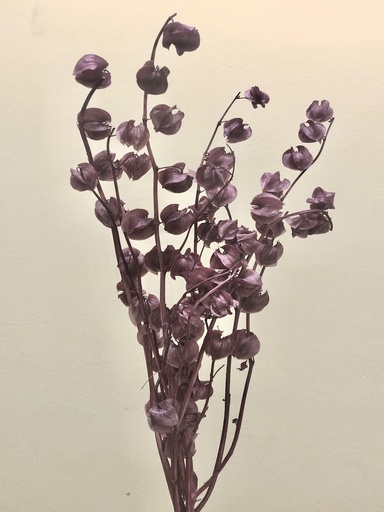 [light redish purple] light redish purple/Lantern Flower