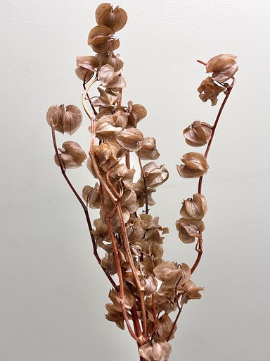 [coffee] coffee/Lantern Flower