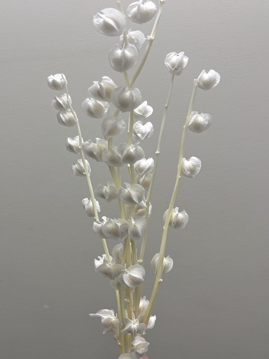 [white] white/Lantern Flower