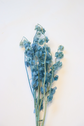 [blue] Blue / Lantern Flower