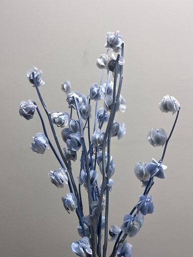 [bule] bule/Lantern Flower