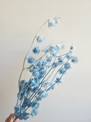 Blue / Lantern Flower