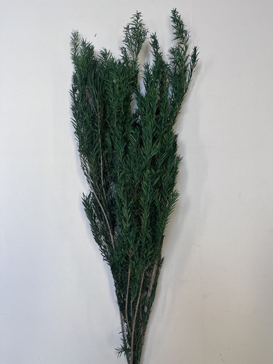 Purple Brown/Melaleuca (Paper Bark)