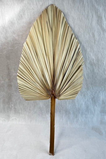 [natural (large)] Natural/Fan Palm