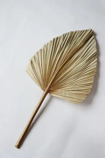 Natural/Large Fan Palm