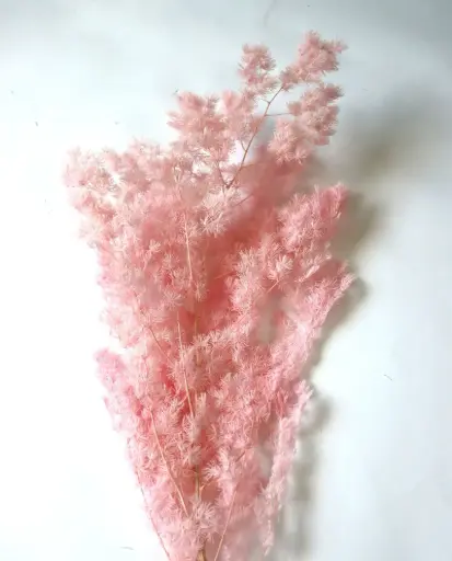 [pink] Pink / Ming fern