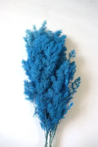 [deep blue] Royal Blue / Ming Fern