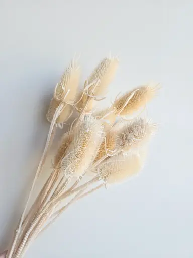  White / Thistle Pods