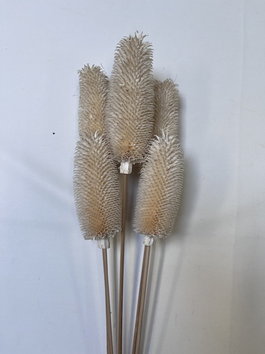[White] White/Thistle pods