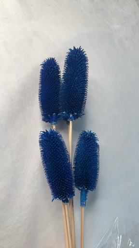 [royal blue] Royal blue/Thistle pods