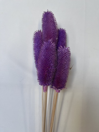 Crimson/Thistle pods